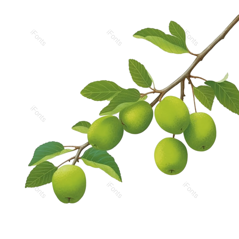 叶子图片,芒种元素,树叶PNG,植物免抠素材